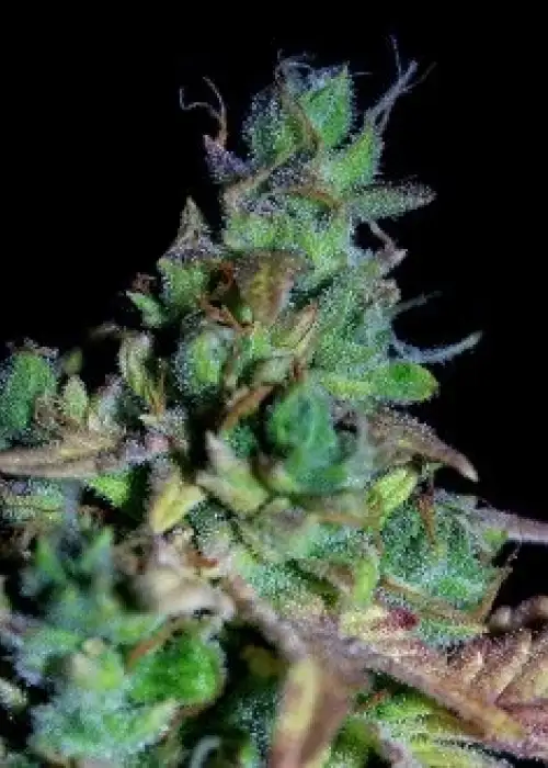 Marley’s Auto by Shaman Genetics, Autoflower cannabis strain