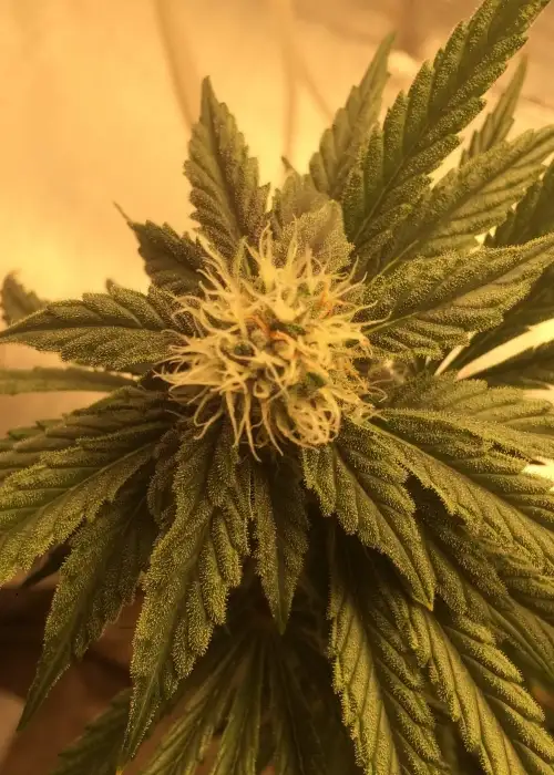 Maroc Rouge by Sumo Seeds, Photoperiod cannabis strain