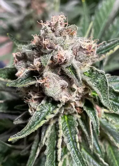 Mars Mellow Feminized by Ministry of Cannabis, Photoperiod cannabis strain