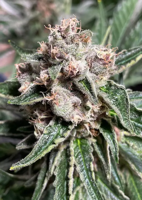 Mars Mellow Feminized by Ministry of Cannabis, Photoperiod cannabis strain