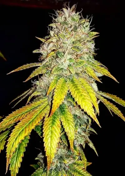 Marshmallow Ice Cream by Holy Smoke Seeds, Photoperiod cannabis strain