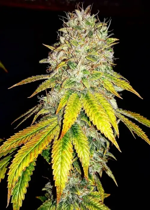 Marshmallow Ice Cream by Holy Smoke Seeds, Photoperiod cannabis strain