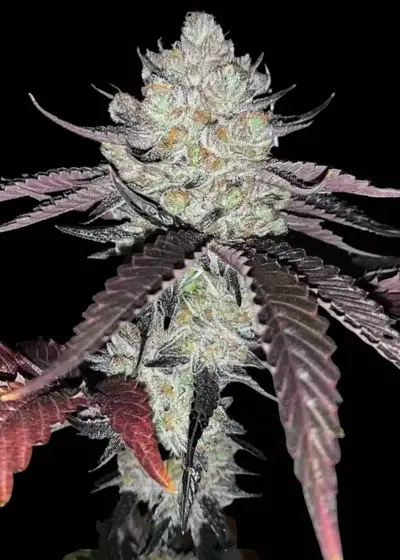 Marshmallow OG by Compound Genetics, Photoperiod cannabis strain