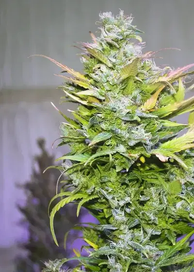 Massive AK cannabis strain