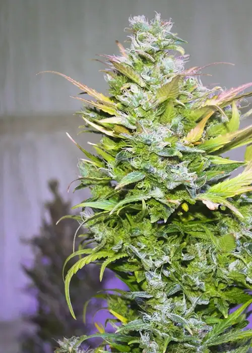 Massive AK by Dutch-Headshop Seeds, Photoperiod cannabis strain
