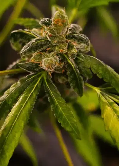 Massive Midget Auto by Heavyweight Seeds, Autoflower cannabis strain