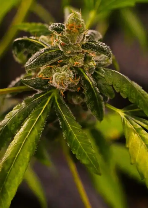 Massive Midget Auto by Heavyweight Seeds, Autoflower cannabis strain