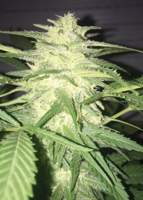 MassKush Auto by The Kush Brothers, Autoflower cannabis strain