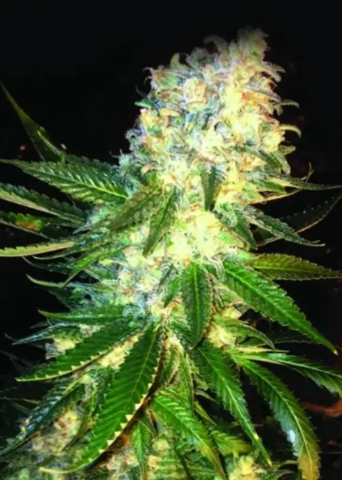 MassKush by The Kush Brothers, Photoperiod cannabis strain