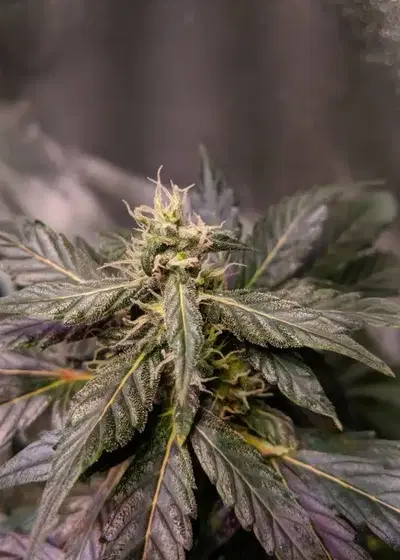 Master Hemp by MM Genetics, Photoperiod cannabis strain