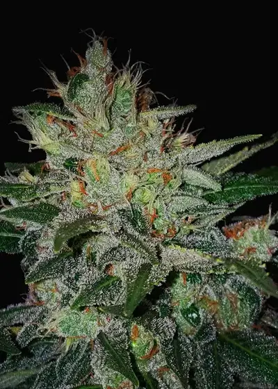 Master Kush Auto by Copenhagen Seed Company, Autoflower cannabis strain