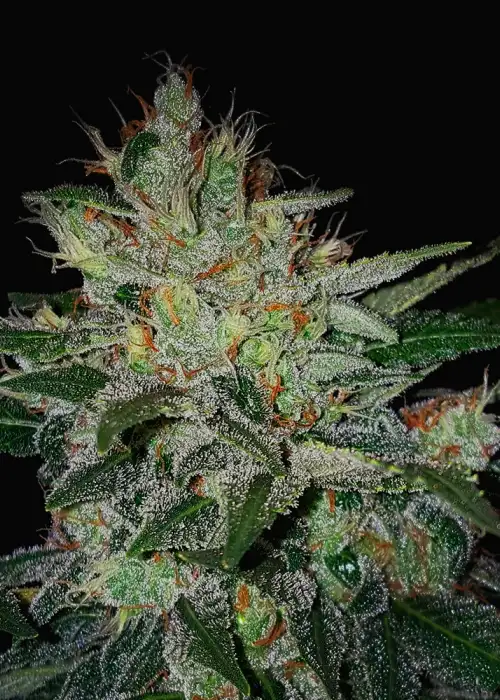 Master Kush Auto by Copenhagen Seed Company, Autoflower cannabis strain