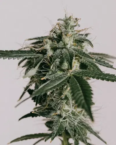 Master Kush cannabis strain