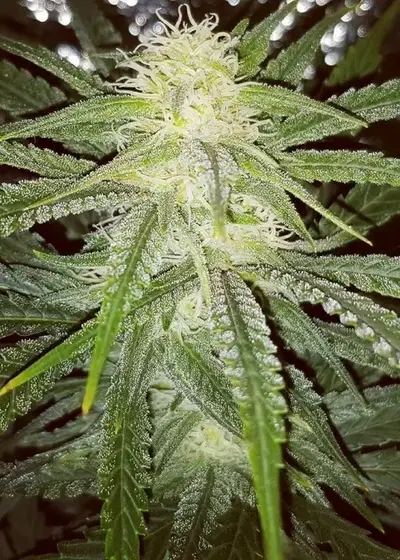 Master Orange by New420Guy Seeds, Photoperiod cannabis strain