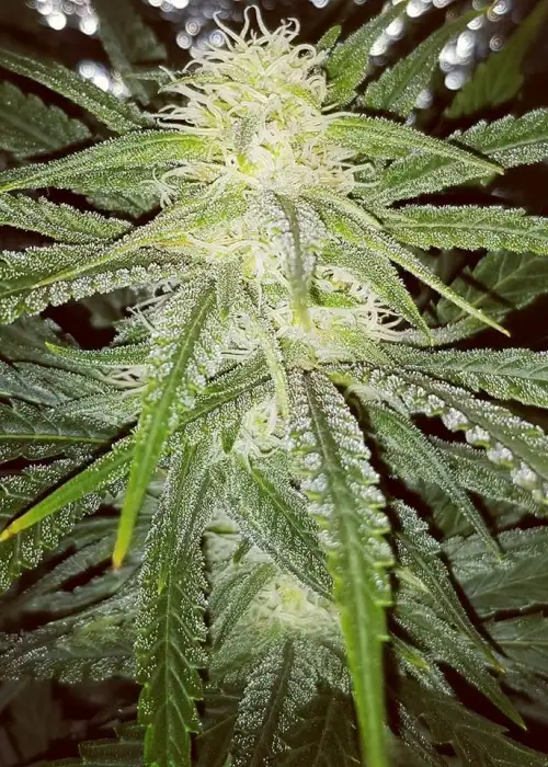 Master Orange by New420Guy Seeds, Photoperiod cannabis strain