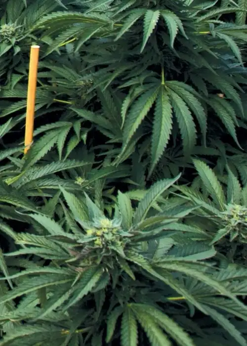 Mastodon Kush by Emerald Triangle Seeds, Photoperiod cannabis strain