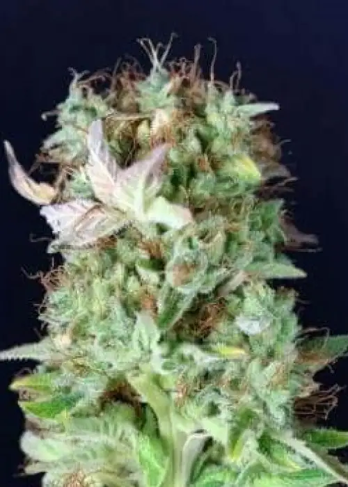 Matanus-k by Gea Seeds, Photoperiod cannabis strain