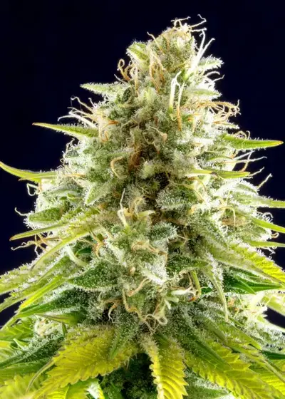 Mataro Blue by Kannabia Seed Company, Photoperiod cannabis strain