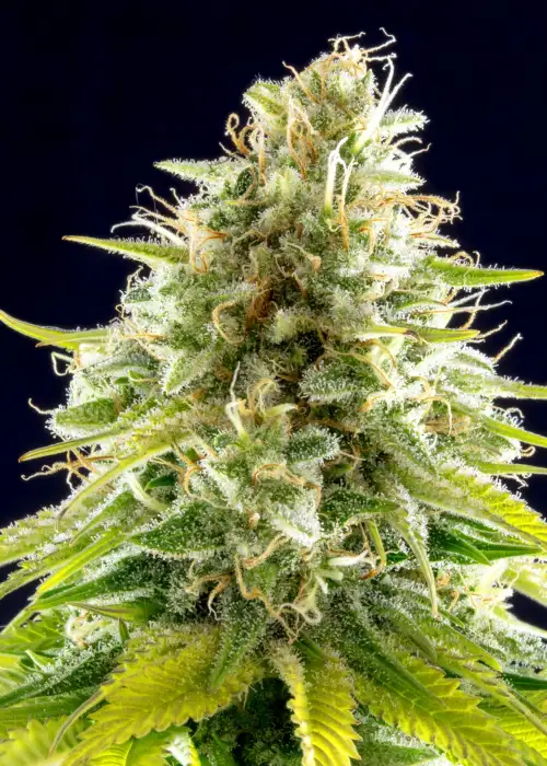 Mataro Blue by Kannabia Seed Company, Photoperiod cannabis strain