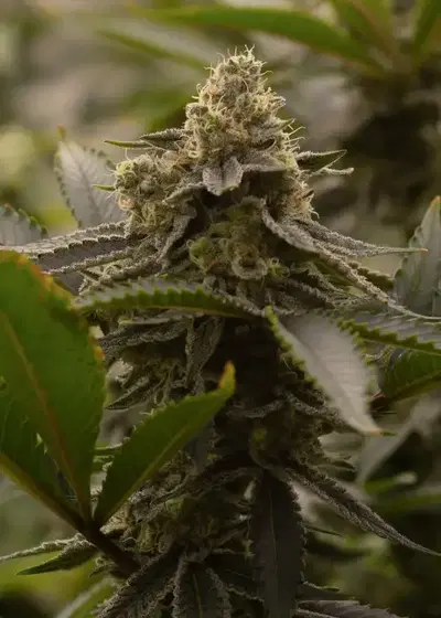 Maui Moose by Dirty Bird Genetics, Photoperiod cannabis strain