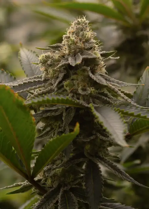 Maui Moose by Dirty Bird Genetics, Photoperiod cannabis strain