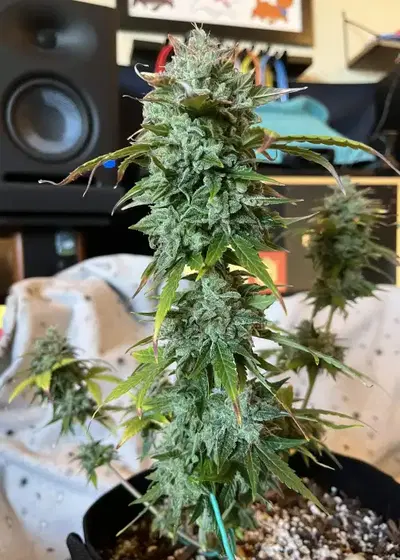Maui Wowie Autoflower by Beaver Seeds, Autoflower cannabis strain