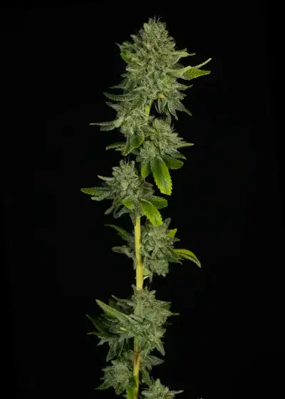Maui Wowie (Squared) by Dirty Bird Genetics, Photoperiod cannabis strain