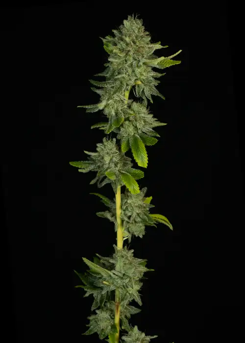 Maui Wowie (Squared) by Dirty Bird Genetics, Photoperiod cannabis strain