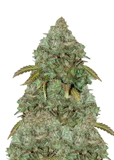 Maxi Gom Auto by Dutch Genetics, Autoflower cannabis strain
