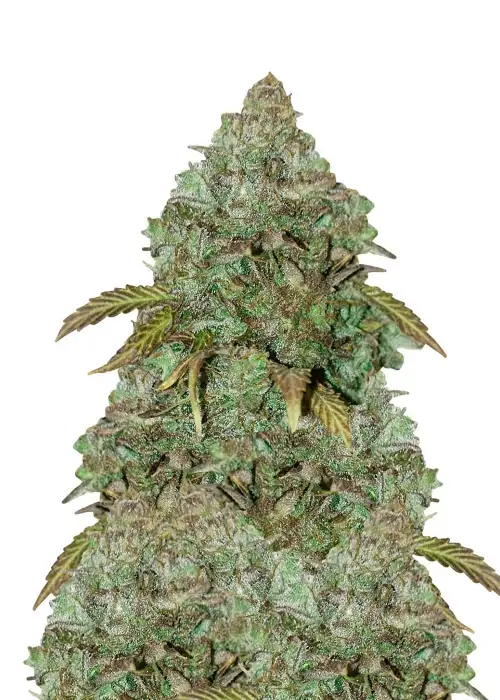 Maxi Gom Auto by Dutch Genetics, Autoflower cannabis strain