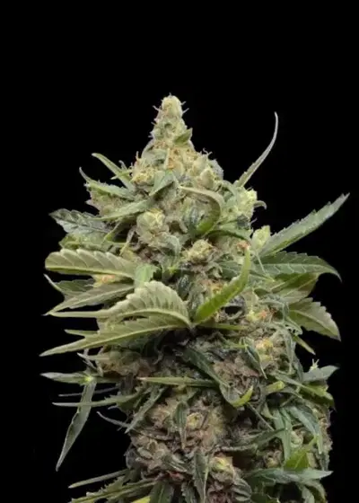 Maxi Gom by Grass O Matic, Autoflower cannabis strain