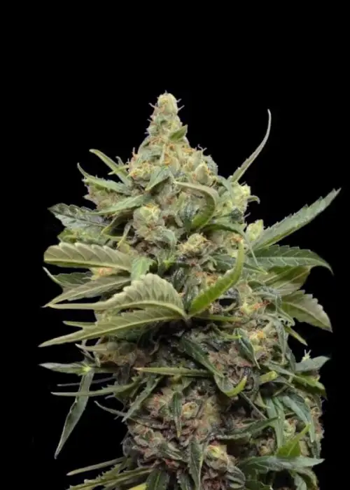 Maxi Gom by Grass O Matic, Autoflower cannabis strain