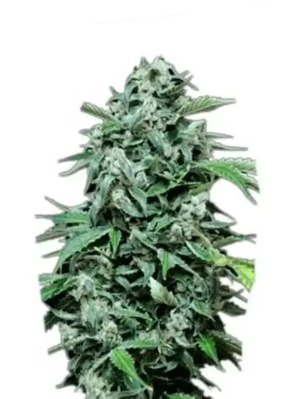 Maxi Haze Auto by Cannabiorganic genetics, Autoflower cannabis strain