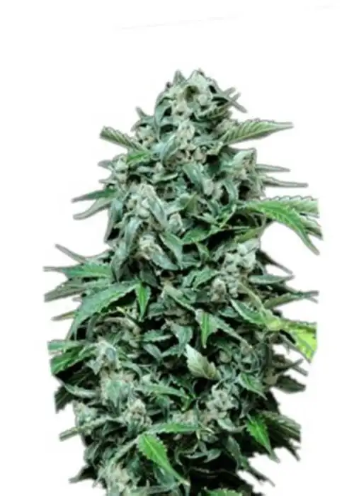 Maxi Haze Auto by Cannabiorganic genetics, Autoflower cannabis strain