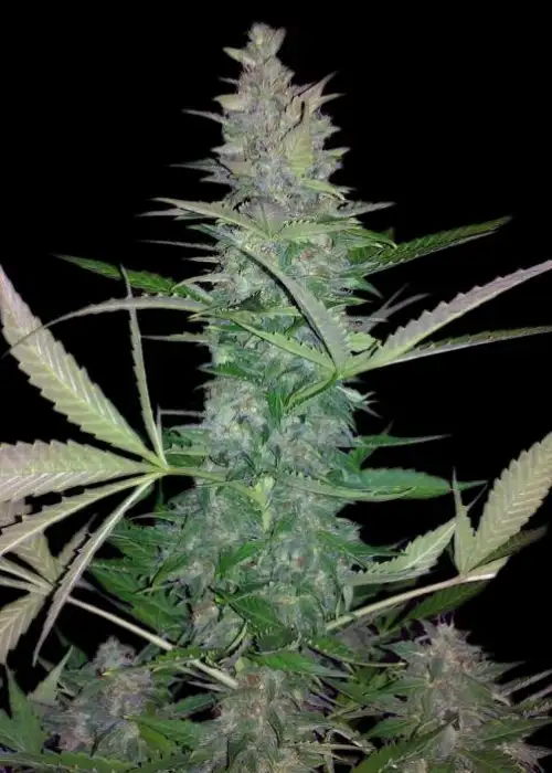Maxi Haze by Grass O Matic, Autoflower cannabis strain
