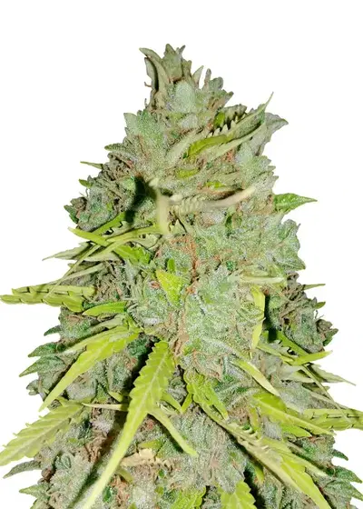 Mazar Auto by Dutch Genetics, Autoflower cannabis strain