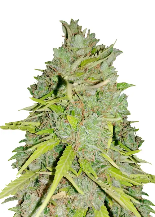 Mazar Auto by Dutch Genetics, Autoflower cannabis strain