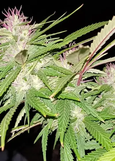 Mazar-i-Sharif by The Real Seed Company, Photoperiod cannabis strain