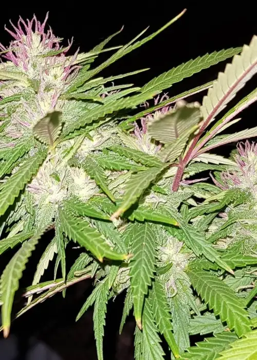 Mazar-i-Sharif by The Real Seed Company, Photoperiod cannabis strain