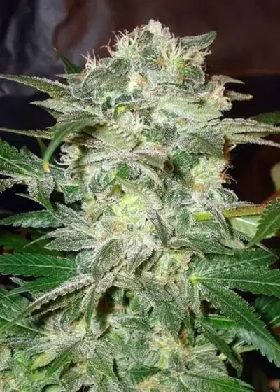 Mazar Kush by World of Seeds, Photoperiod cannabis strain