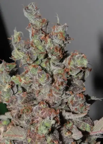 Mazarilla Automatic by Urban Legends, Autoflower cannabis strain