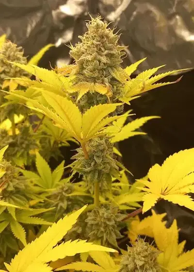Meat and Cookies by Thug Pug Genetics, Photoperiod cannabis strain
