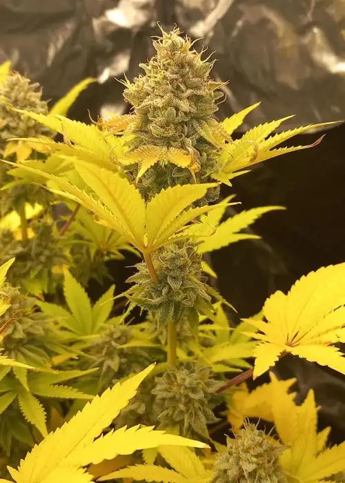 Meat and Cookies by Thug Pug Genetics, Photoperiod cannabis strain