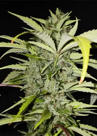 Med Gom 1.0 Auto by Grass O Matic, Autoflower cannabis strain