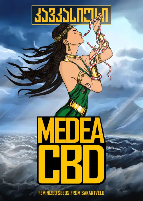 Medea CBD 1:1 by Caucasian Seeds, Photoperiod cannabis strain
