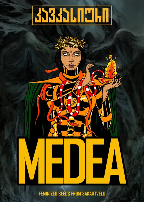 Medea Fem by Caucasian Seeds, Photoperiod cannabis strain