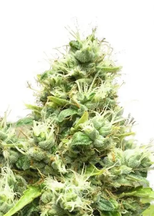 Medi Bomb #1 by Bomb Seeds, Photoperiod cannabis strain