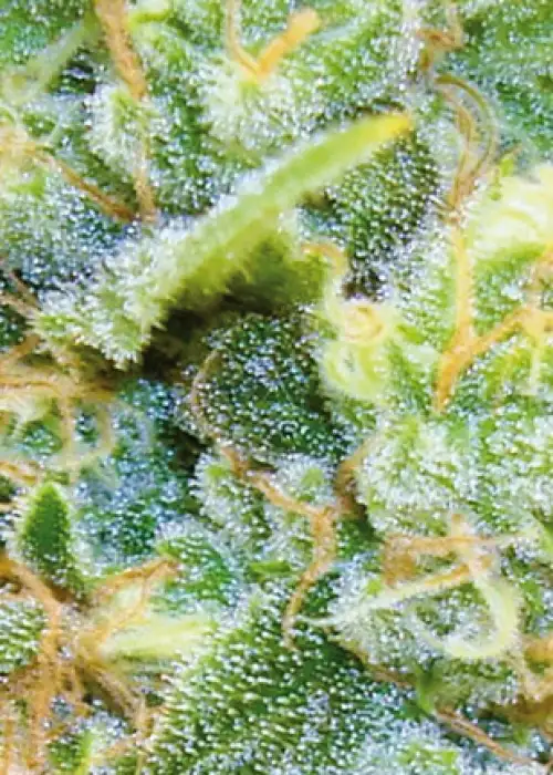 Medical 49 CBD+ by Vision Seeds, Photoperiod cannabis strain