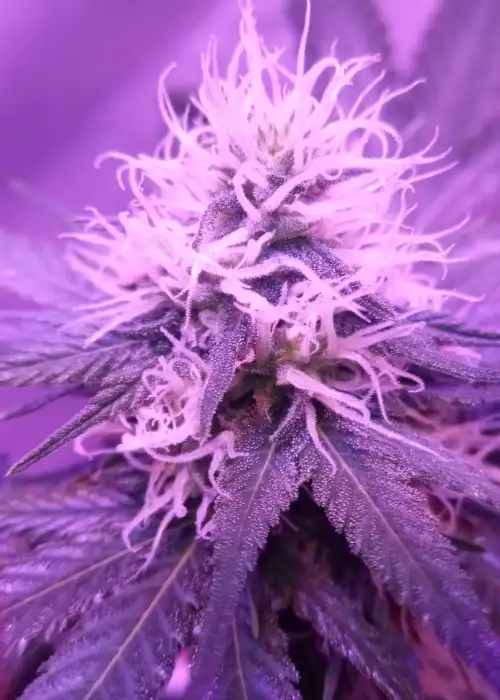 Medical Buddha by Keraseeds, Photoperiod cannabis strain