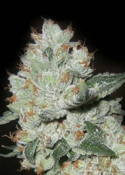 Medical OG Kush by Keraseeds, Photoperiod cannabis strain